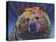 Grizz-Dean Russo-Premier Image Canvas