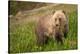 Grizzly At Lake Louise-null-Stretched Canvas