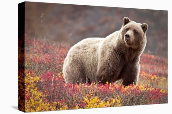 Grizzly Bear and Flowers-Lantern Press-Stretched Canvas