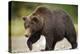 Grizzly Bear at Geographic Harbor in Katmai National Park-Paul Souders-Premier Image Canvas