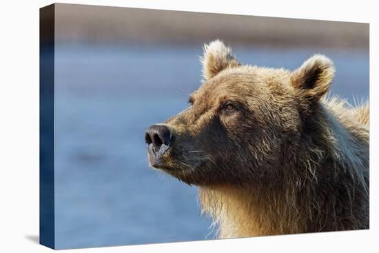 Grizzly bear close-up, Lake Clark National Park and Preserve, Alaska-Adam Jones-Premier Image Canvas