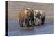 Grizzly bear cub and adult female, Lake Clark National Park and Preserve, Alaska.-Adam Jones-Premier Image Canvas