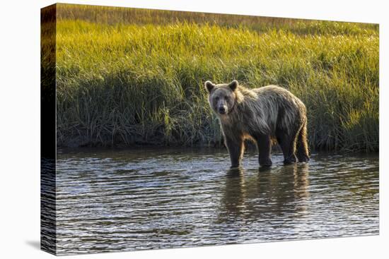 Grizzly bear cub crossing grassy meadow, Lake Clark NP and Preserve, Alaska, Silver Salmon Creek-Adam Jones-Premier Image Canvas