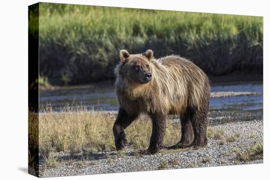 Grizzly bear cub crossing grassy meadow, Lake Clark NP and Preserve, Alaska, Silver Salmon Creek-Adam Jones-Premier Image Canvas