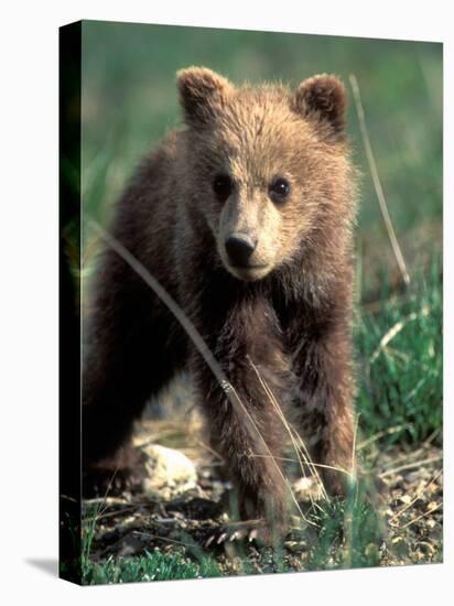 Grizzly Bear Cub in Alpine Meadow near Highway Pass, Denali National Park, Alaska-Paul Souders-Premier Image Canvas