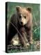 Grizzly Bear Cub in Alpine Meadow near Highway Pass, Denali National Park, Alaska-Paul Souders-Premier Image Canvas