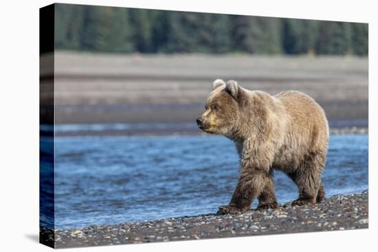 Grizzly bear cub, Lake Clark National Park and Preserve, Alaska.-Adam Jones-Premier Image Canvas