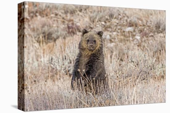 Grizzly bear cub standing up, Grand Teton NP, Wyoming, USA-George Sanker-Premier Image Canvas