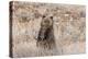 Grizzly bear cub standing up, Grand Teton NP, Wyoming, USA-George Sanker-Premier Image Canvas