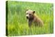 Grizzly Bear Cub-Richard Wong-Premier Image Canvas