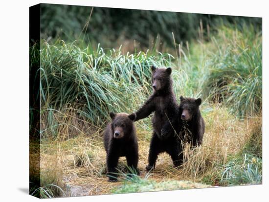 Grizzly Bear Cubs in Katmai National Park, Alaskan Peninsula, USA-Steve Kazlowski-Premier Image Canvas