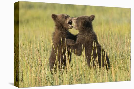 Grizzly bear cubs playfighting in a meadow.-Brenda Tharp-Premier Image Canvas