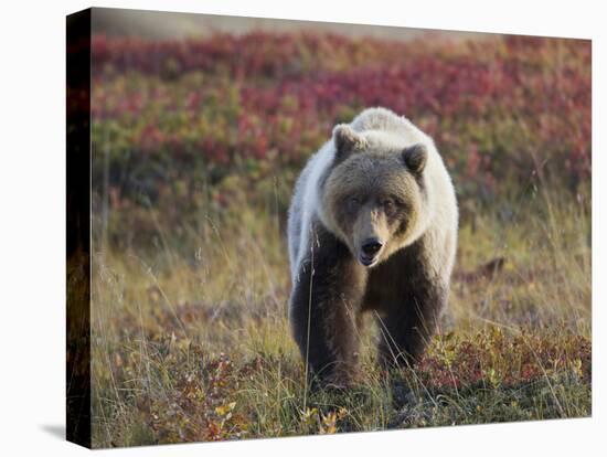 Grizzly Bear, Denali National Park, Alaska, USA-Hugh Rose-Premier Image Canvas