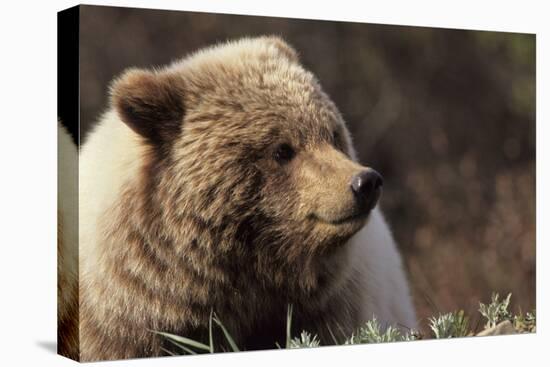 Grizzly Bear, Denali National Park, Alaska, USA-Gerry Reynolds-Premier Image Canvas
