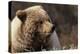 Grizzly Bear, Denali National Park, Alaska, USA-Gerry Reynolds-Premier Image Canvas