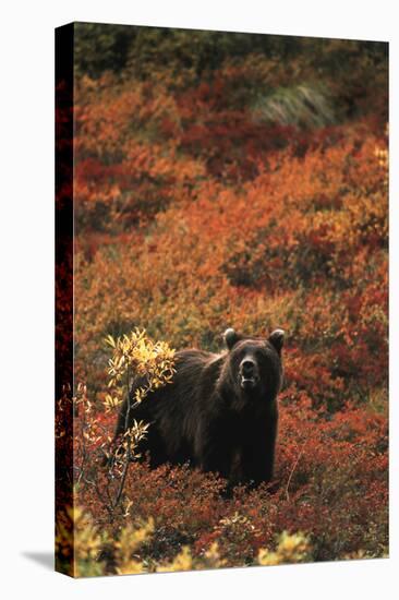 Grizzly Bear, Denali National Park and Preserve, Alaska, USA-Hugh Rose-Premier Image Canvas