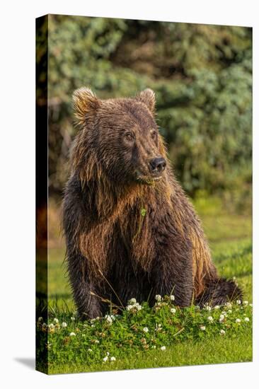 Grizzly bear eating clover, Lake Clark National Park and Preserve, Alaska-Adam Jones-Premier Image Canvas