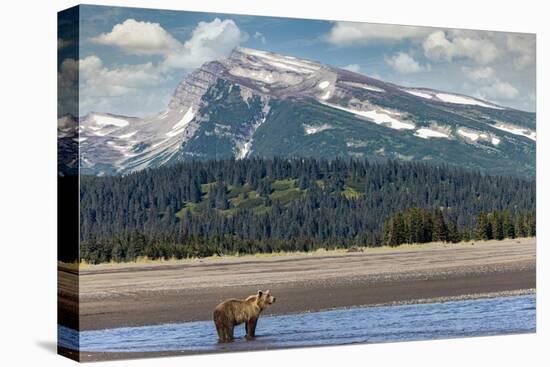 Grizzly bear in landscape with mountain, Lake Clark National Park and Preserve, Alaska-Adam Jones-Premier Image Canvas