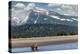 Grizzly bear in landscape with mountain, Lake Clark National Park and Preserve, Alaska-Adam Jones-Premier Image Canvas