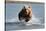 Grizzly Bear Jumping at Fish-null-Stretched Canvas