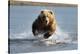 Grizzly Bear Jumping at Fish-null-Stretched Canvas