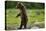 Grizzly Bear, Katmai National Park, Alaska-Paul Souders-Premier Image Canvas