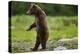 Grizzly Bear, Katmai National Park, Alaska-Paul Souders-Premier Image Canvas