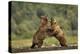 Grizzly Bear, Katmai National Park, Alaska-Paul Souders-Premier Image Canvas