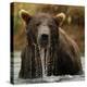 Grizzly Bear male, Coastal Katmai National Park, Alaska, USA-Mary McDonald-Premier Image Canvas