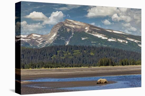 Grizzly bear resting on beach, Lake Clark National Park and Preserve, Alaska.-Adam Jones-Premier Image Canvas