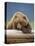 Grizzly Bear Resting on Log at Hallo Bay-Paul Souders-Premier Image Canvas