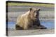 Grizzly bear resting on shoreline, Lake Clark National Park, Alaska, Silver Salmon Creek-Adam Jones-Premier Image Canvas