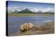 Grizzly Bear Resting-null-Premier Image Canvas