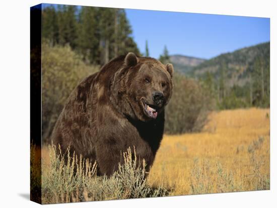 Grizzly Bear Roaming in Mountain Meadow-DLILLC-Premier Image Canvas