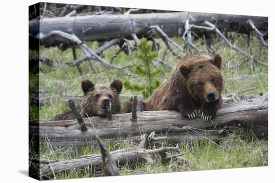 Grizzly Bear Sow and Cub-Ken Archer-Premier Image Canvas