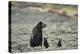 Grizzly Bear sow and two cubs of the year or spring cubs, Yellowstone Nat'l Park, Wyoming, USA-James Hager-Premier Image Canvas