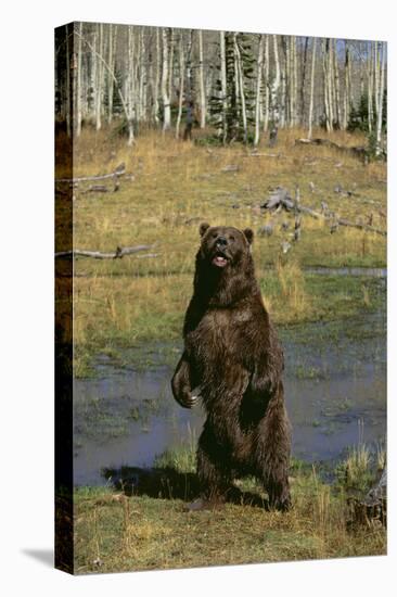 Grizzly Bear Standing by Water-DLILLC-Premier Image Canvas