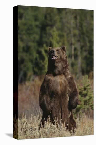 Grizzly Bear Standing in Meadow-DLILLC-Premier Image Canvas