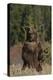 Grizzly Bear Standing in Meadow-DLILLC-Premier Image Canvas