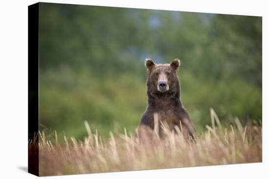 Grizzly Bear Standing over Tall Grass at Kukak Bay-Paul Souders-Premier Image Canvas