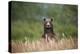 Grizzly Bear Standing over Tall Grass at Kukak Bay-Paul Souders-Premier Image Canvas