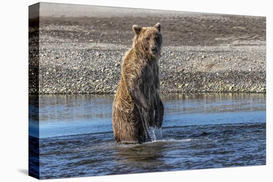 Grizzly bear standing while fishing, Lake Clark National Park and Preserve, Alaska-Adam Jones-Premier Image Canvas