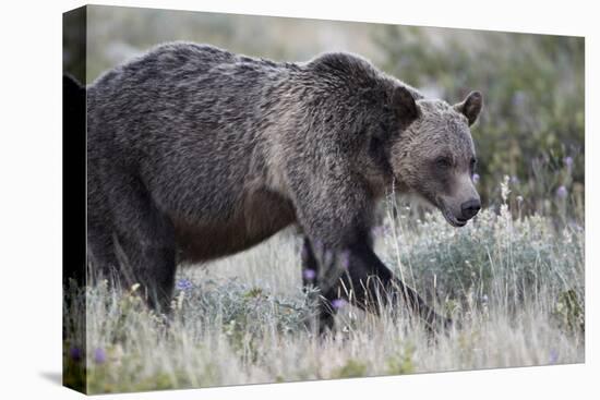 Grizzly Bear (Ursus Arctos Horribilis), Glacier National Park, Montana, United States of America-James Hager-Premier Image Canvas