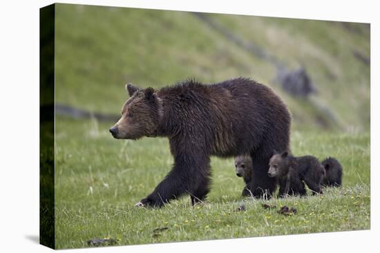 Grizzly Bear (Ursus Arctos Horribilis) Sow and Three Cubs of the Year, Yellowstone National Park-James Hager-Premier Image Canvas
