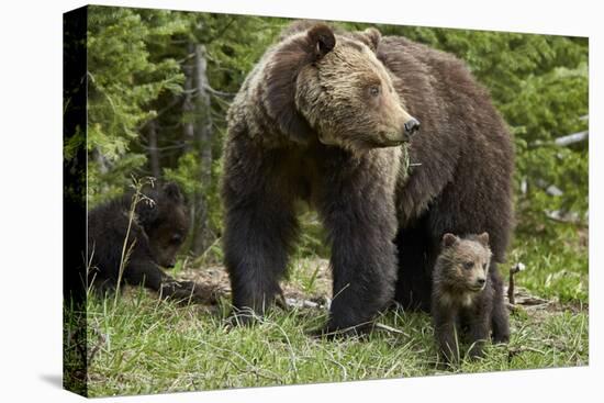 Grizzly Bear (Ursus Arctos Horribilis) Sow and Two Cubs of the Year, Yellowstone National Park-James Hager-Premier Image Canvas