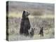 Grizzly Bear (Ursus Arctos Horribilis) Sow and Two Cubs of Year All Standing Up on their Hind Legs-James Hager-Premier Image Canvas