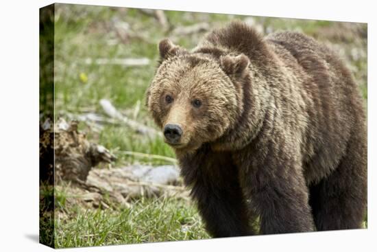 Grizzly Bear (Ursus Arctos Horribilis) Sow, Yellowstone National Park, Wyoming-James Hager-Premier Image Canvas