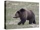 Grizzly Bear (Ursus Arctos Horribilis) Walking, Yellowstone National Park, Wyoming, USA-James Hager-Premier Image Canvas