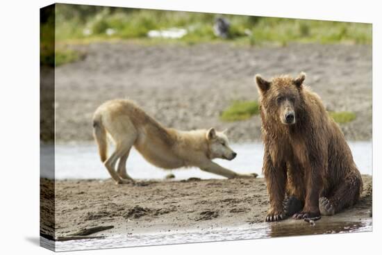 Grizzly Bear (Ursus Arctos Horribilis) With Grey Wolf (Canis Lupus) Stretching Behind-Oliver Scholey-Premier Image Canvas