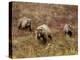 Grizzly Bear (Ursus Arctos Horribilis) with Two Yearling Cubs, Denali National Park, Alaska-James Hager-Premier Image Canvas